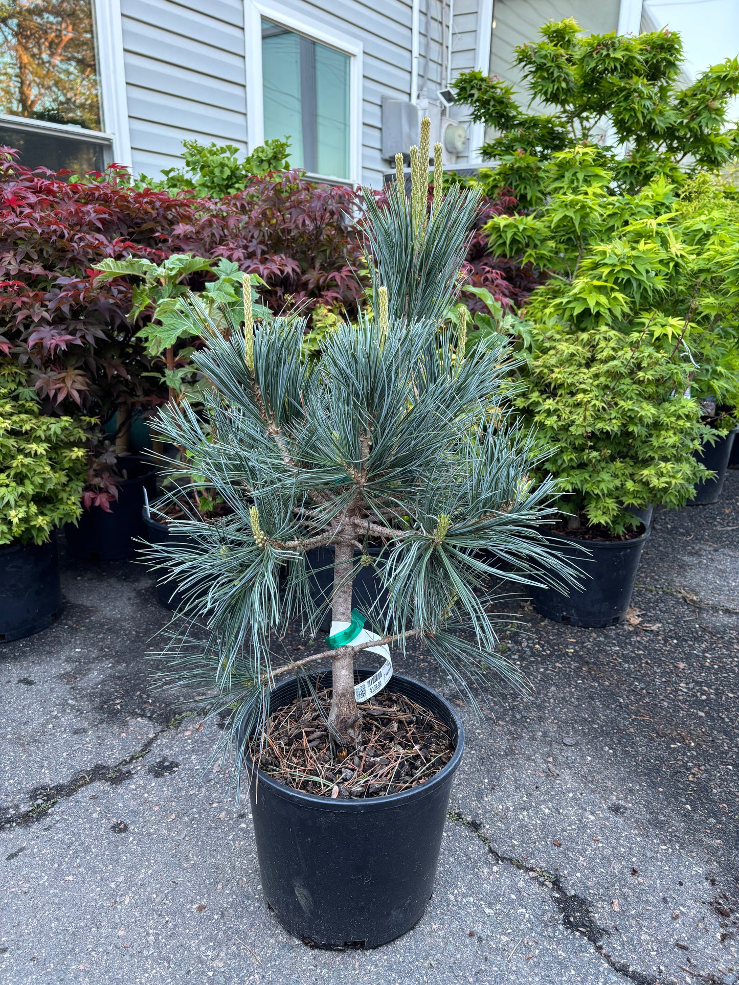 Pinus flexilis ‘Vanderwolf’s Pyramid’                         Vanderwolf’s Pyramid Limber Pine