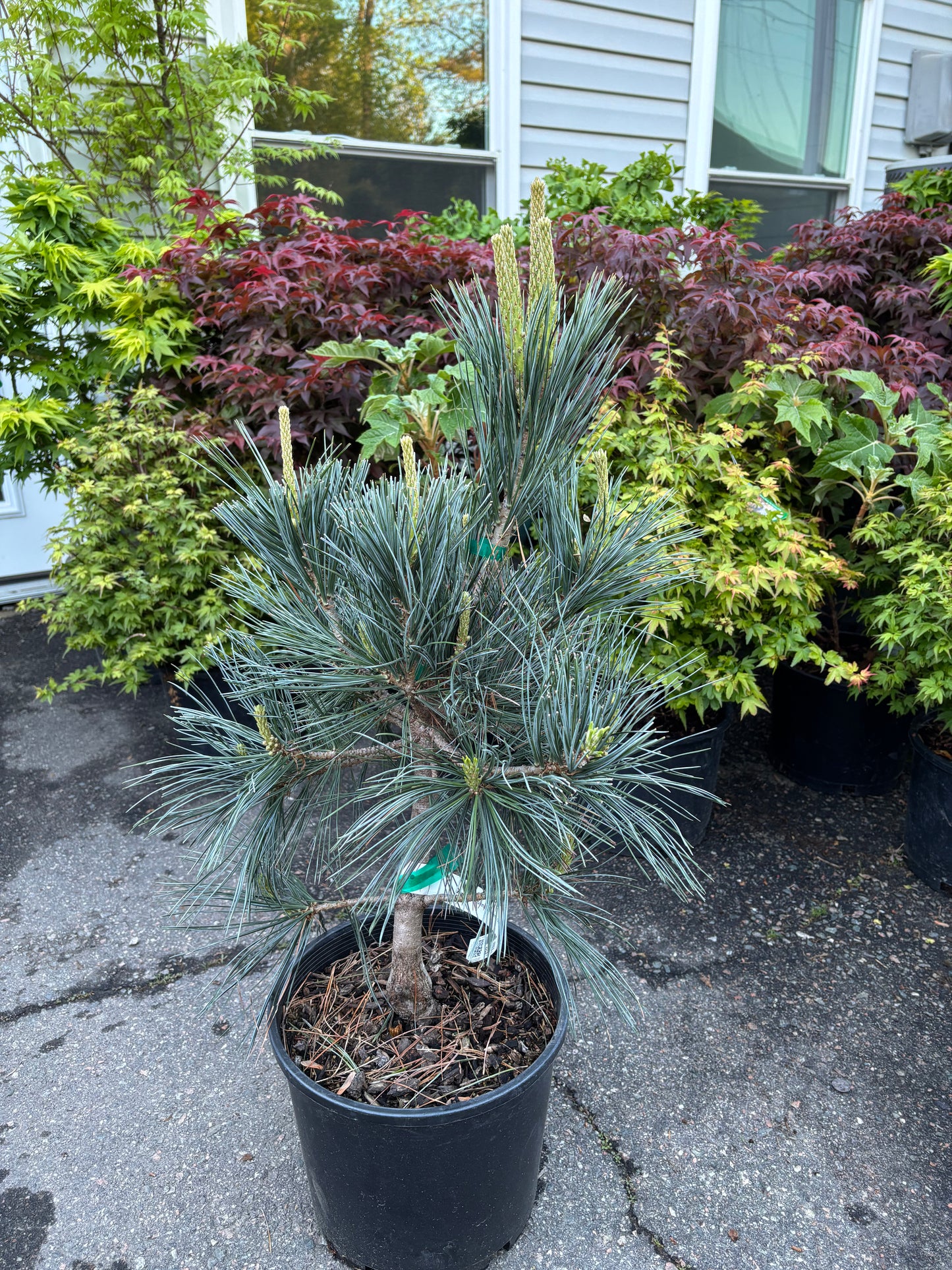 Pinus flexilis ‘Vanderwolf’s Pyramid’                         Vanderwolf’s Pyramid Limber Pine