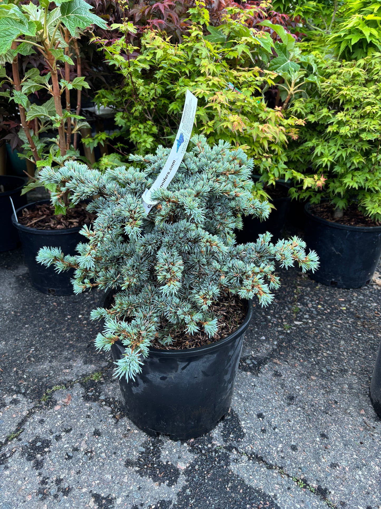 Cedrus atlantica ‘Sapphire Nymph’
