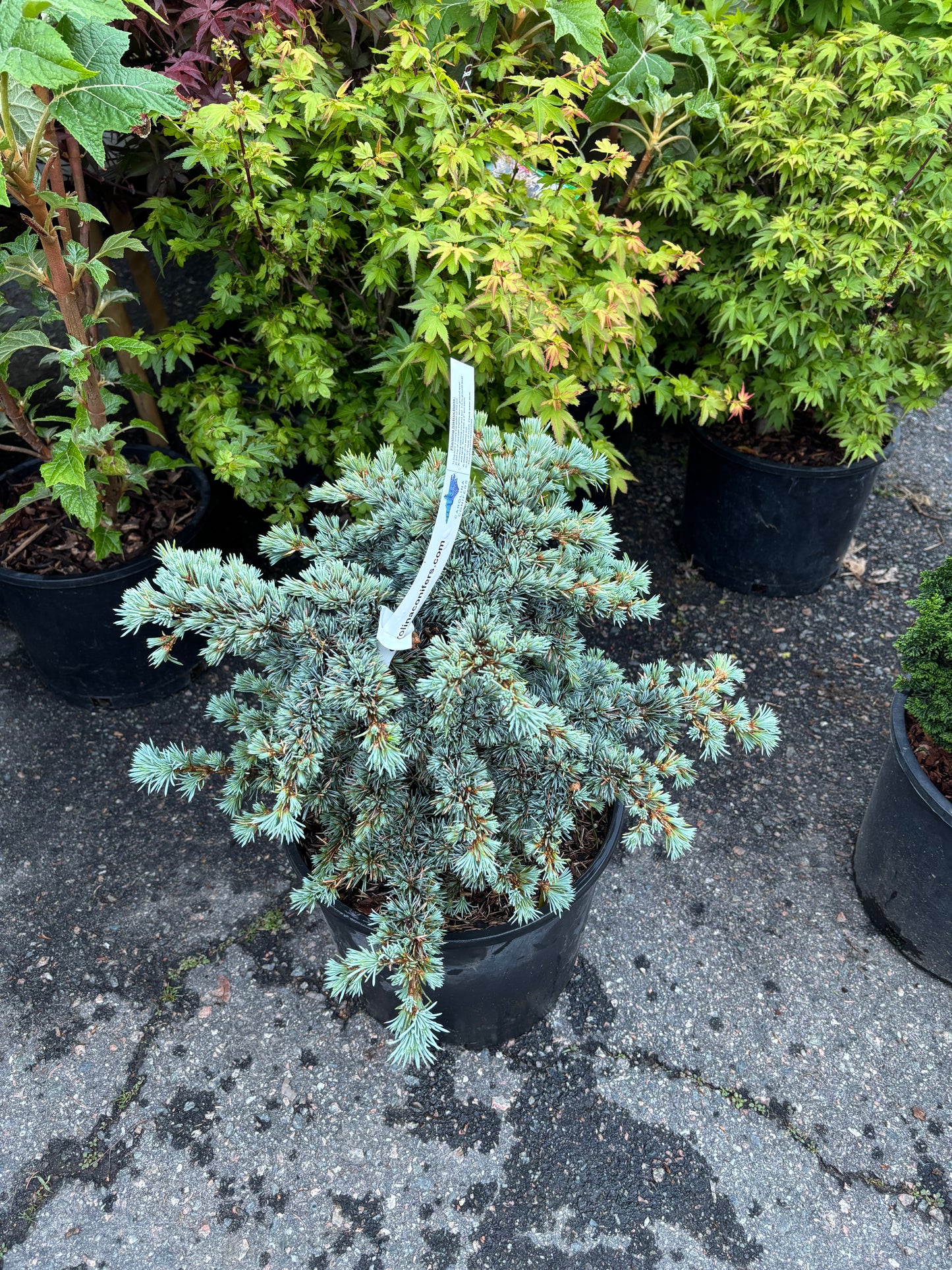 Cedrus atlantica ‘Sapphire Nymph’