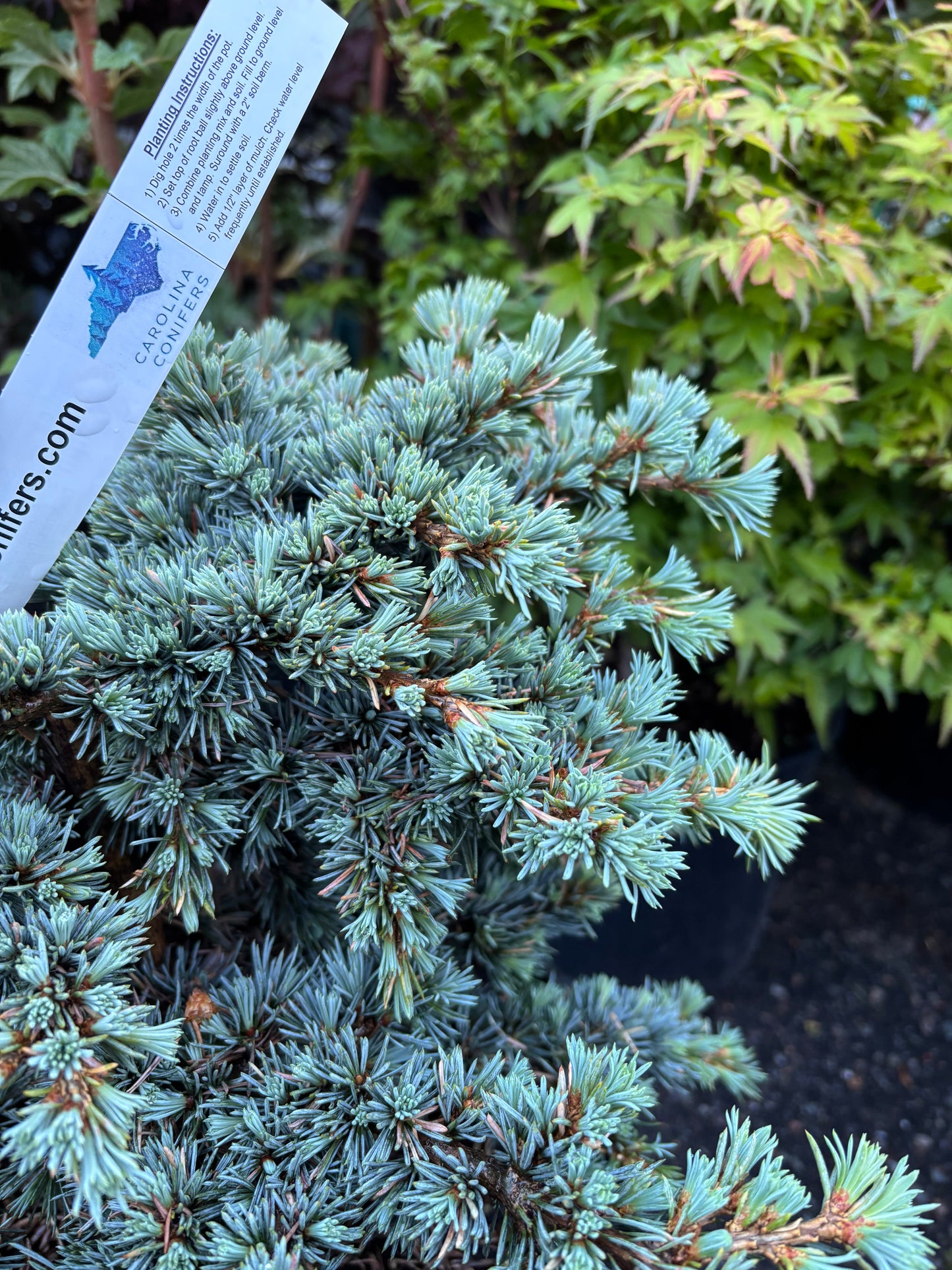 Cedrus atlantica ‘Sapphire Nymph’