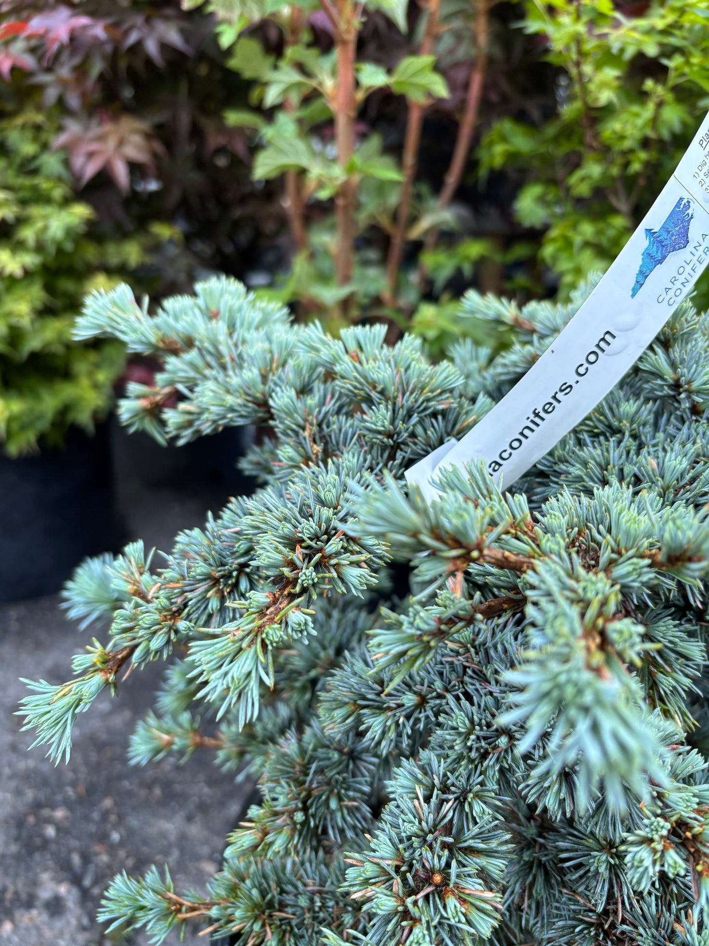 Cedrus atlantica ‘Sapphire Nymph’