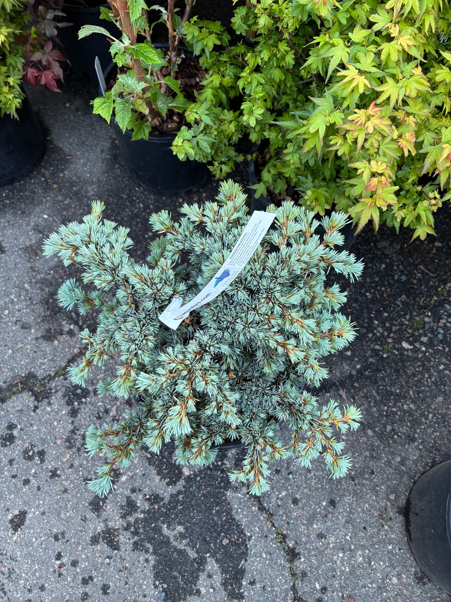 Cedrus atlantica ‘Sapphire Nymph’