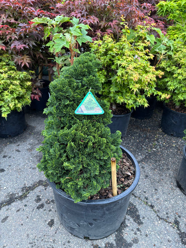 Chamaecyparis obtusa ‘Dainty Doll’