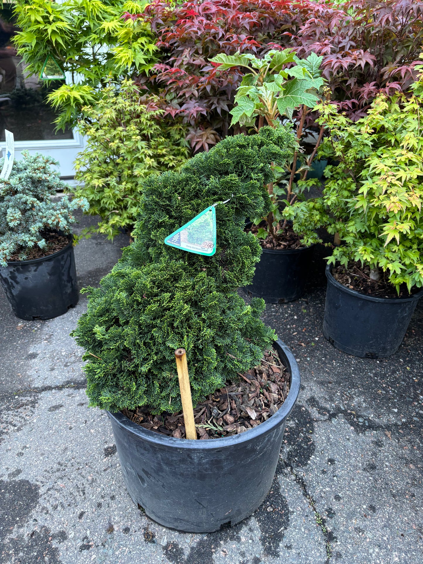 Chamaecyparis obtusa ‘Dainty Doll’