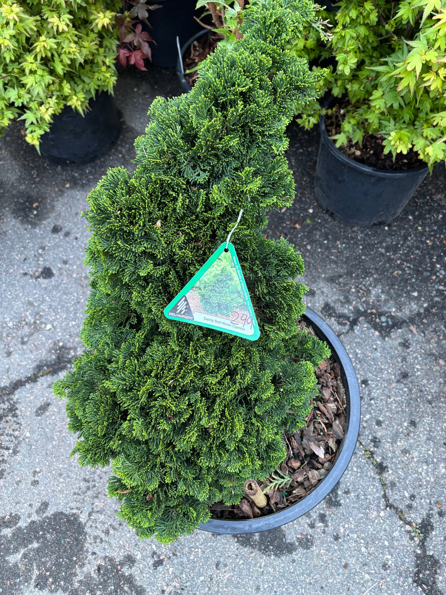 Chamaecyparis obtusa ‘Dainty Doll’