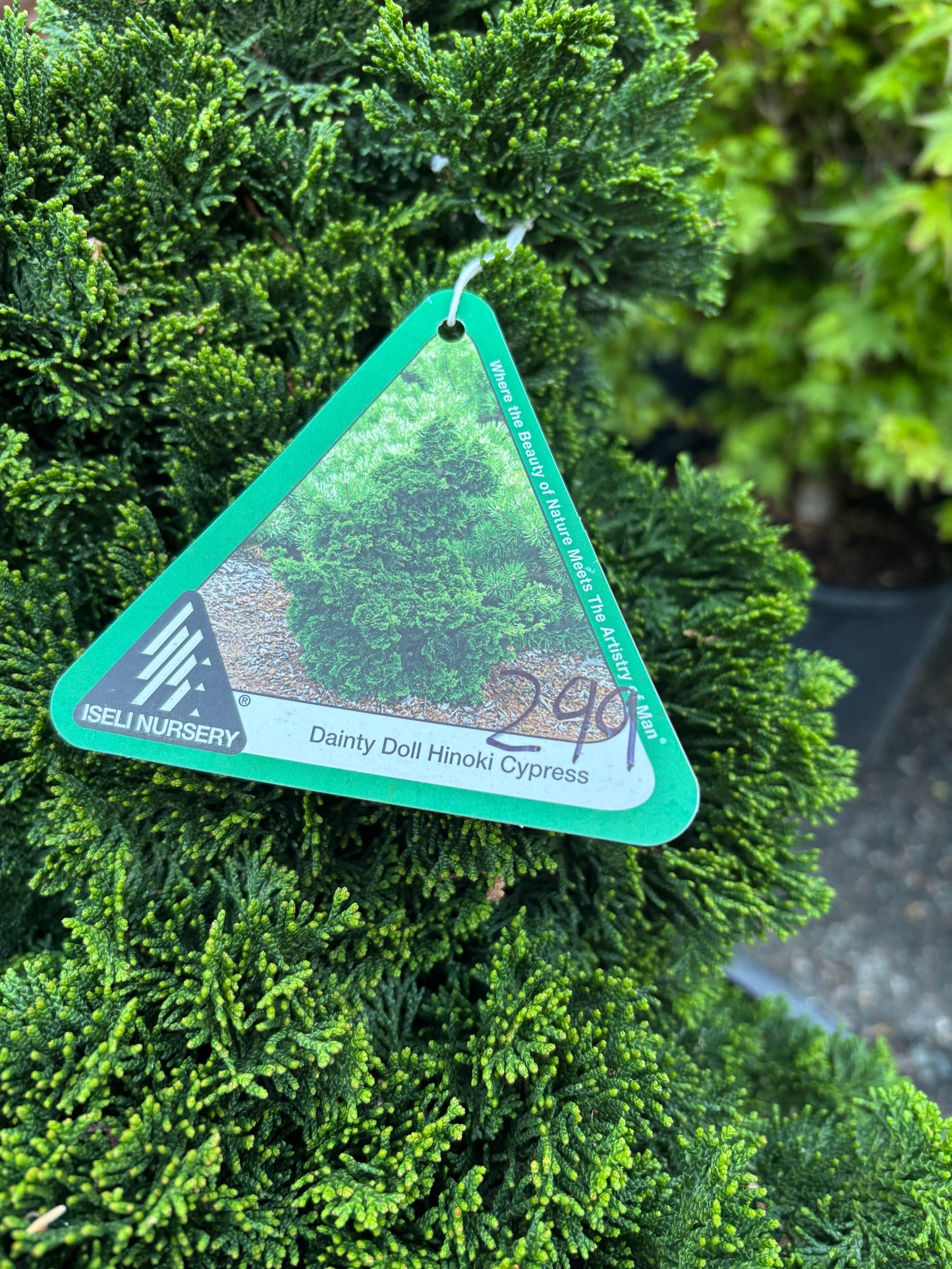 Chamaecyparis obtusa ‘Dainty Doll’