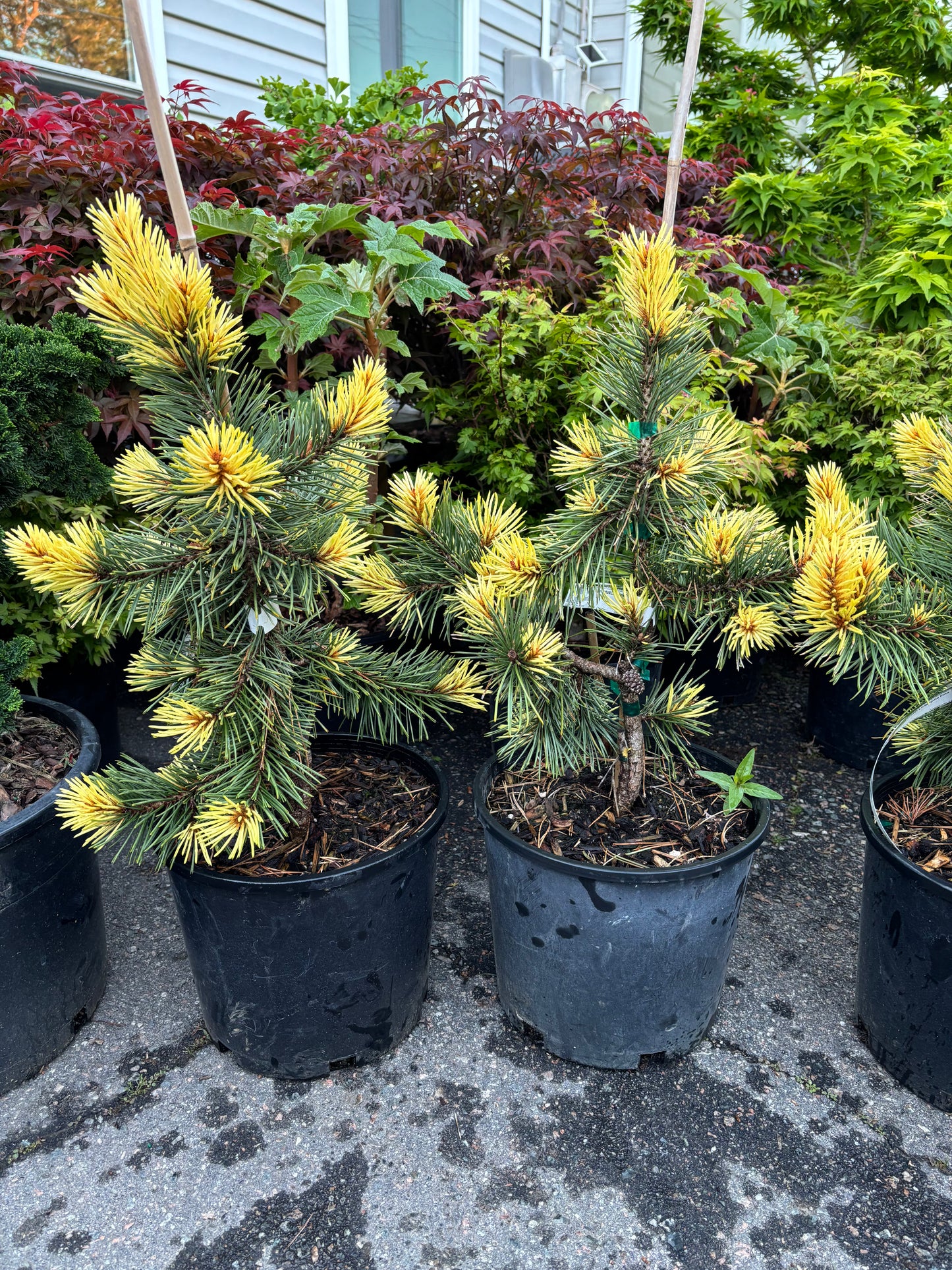 Pinus contorta ‘Taylor’s Sunburst’