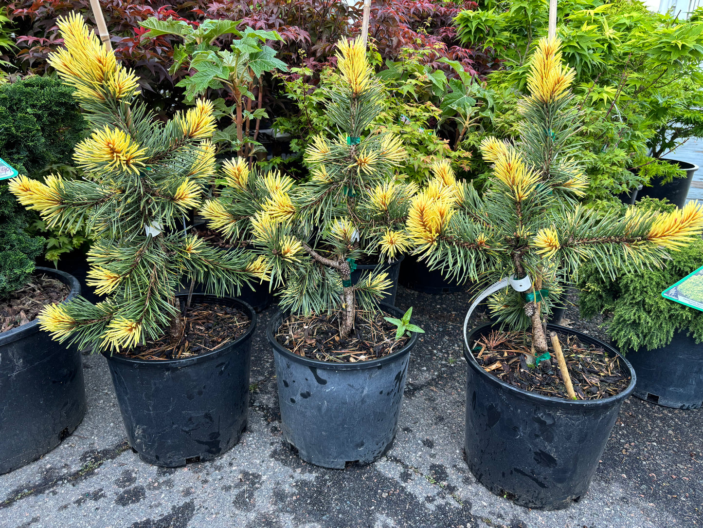 Pinus contorta ‘Taylor’s Sunburst’