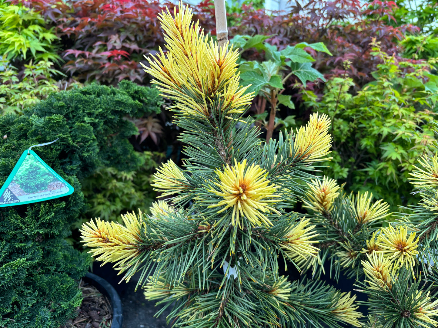 Pinus contorta ‘Taylor’s Sunburst’