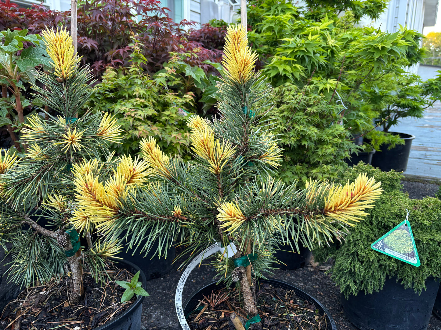Pinus contorta ‘Taylor’s Sunburst’