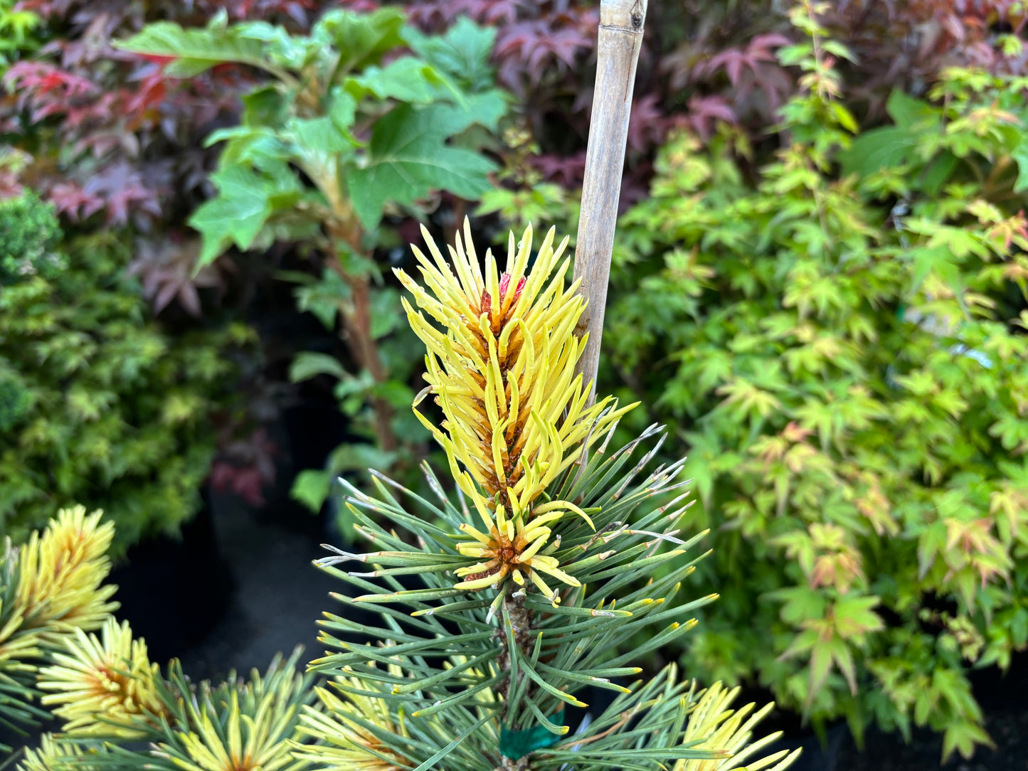 Pinus contorta ‘Taylor’s Sunburst’