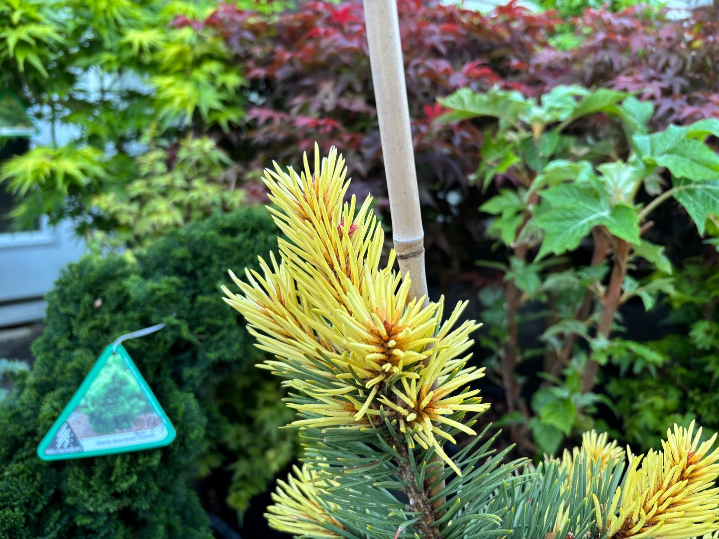 Pinus contorta ‘Taylor’s Sunburst’