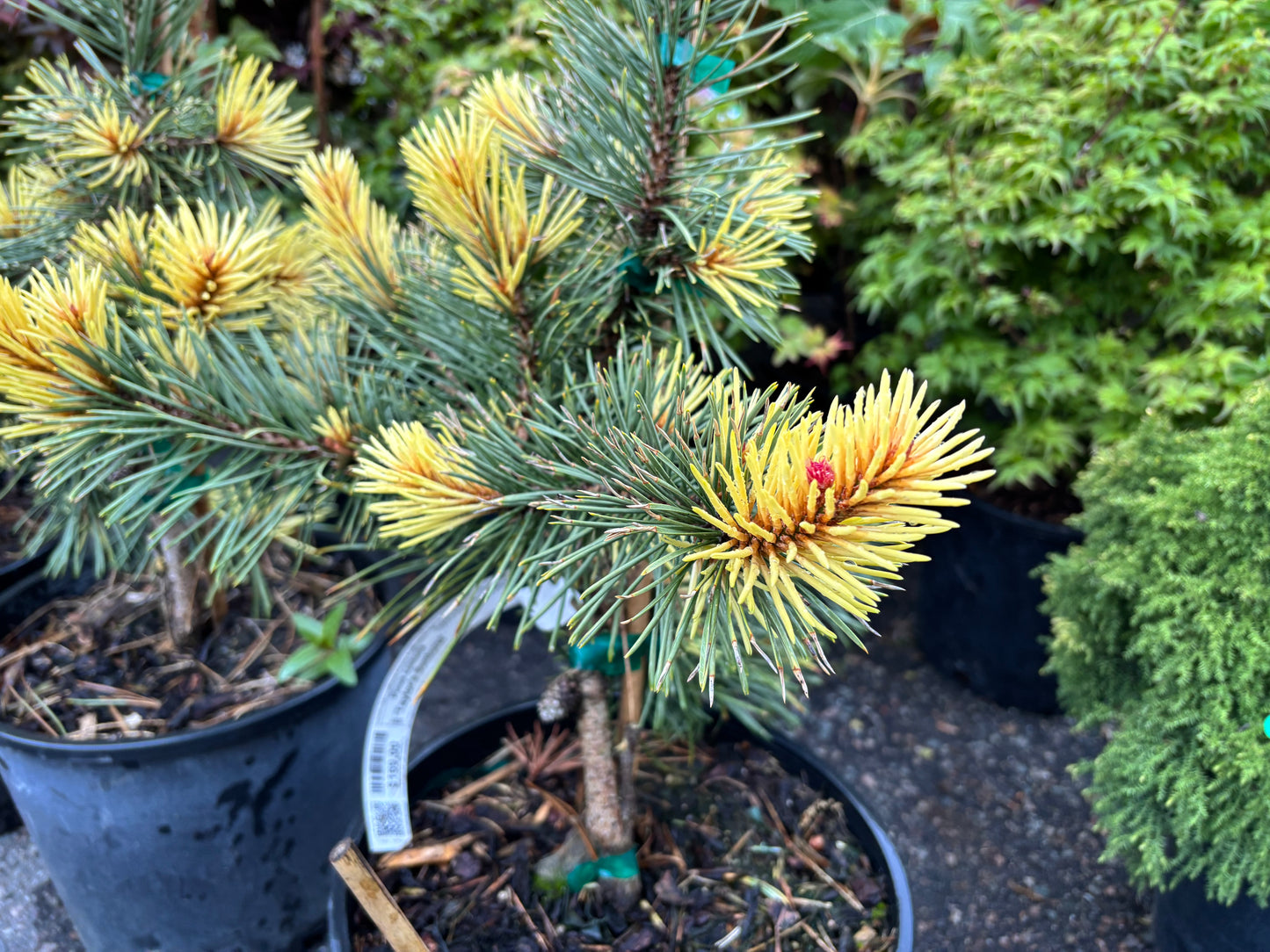Pinus contorta ‘Taylor’s Sunburst’