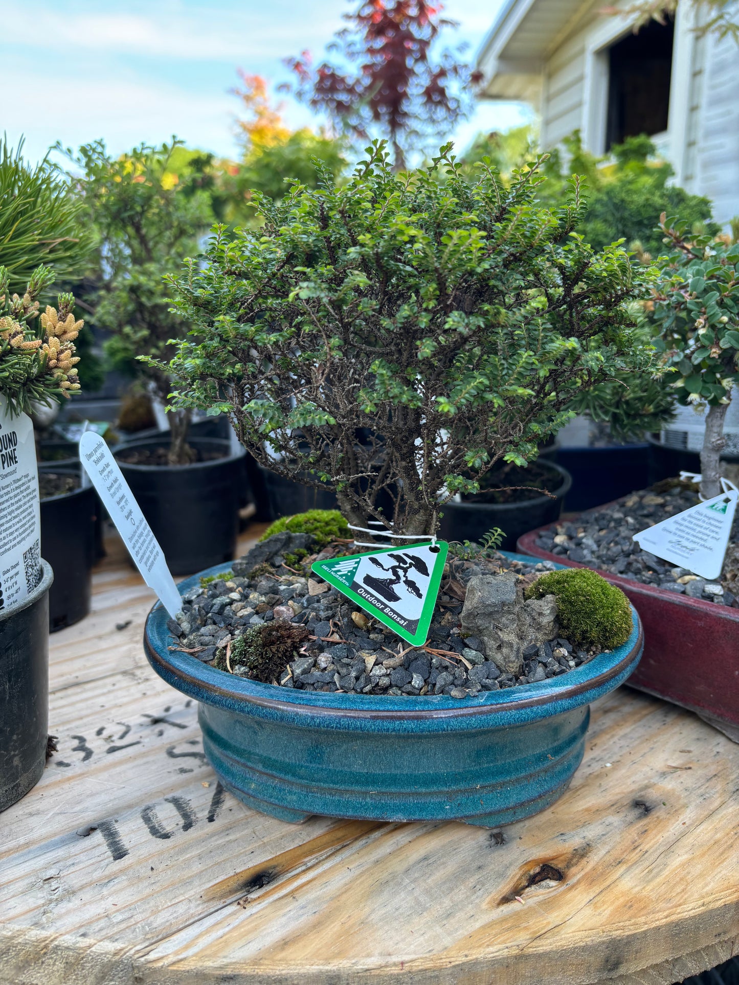Hokkaido Chinese elm pre bonsai