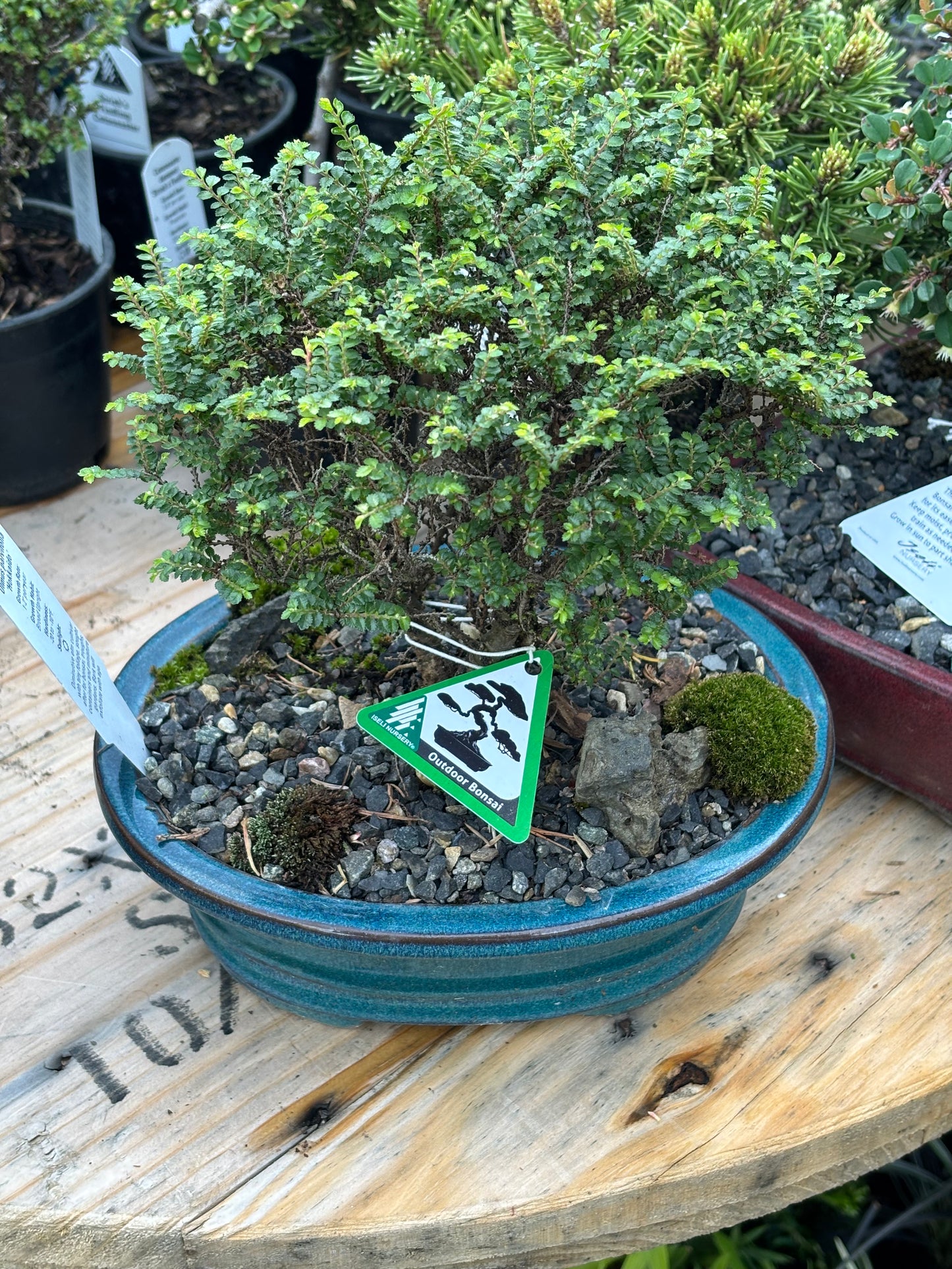 Hokkaido Chinese elm pre bonsai