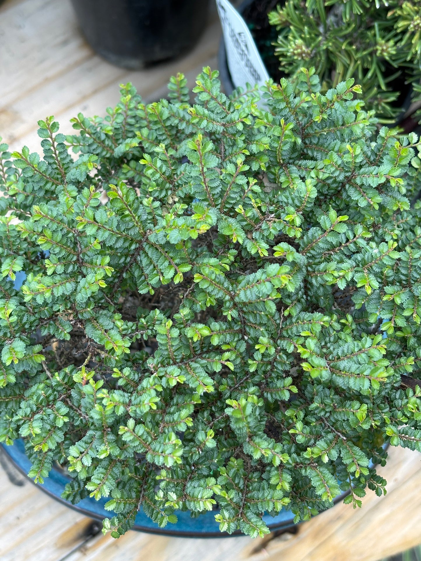 Hokkaido Chinese elm pre bonsai