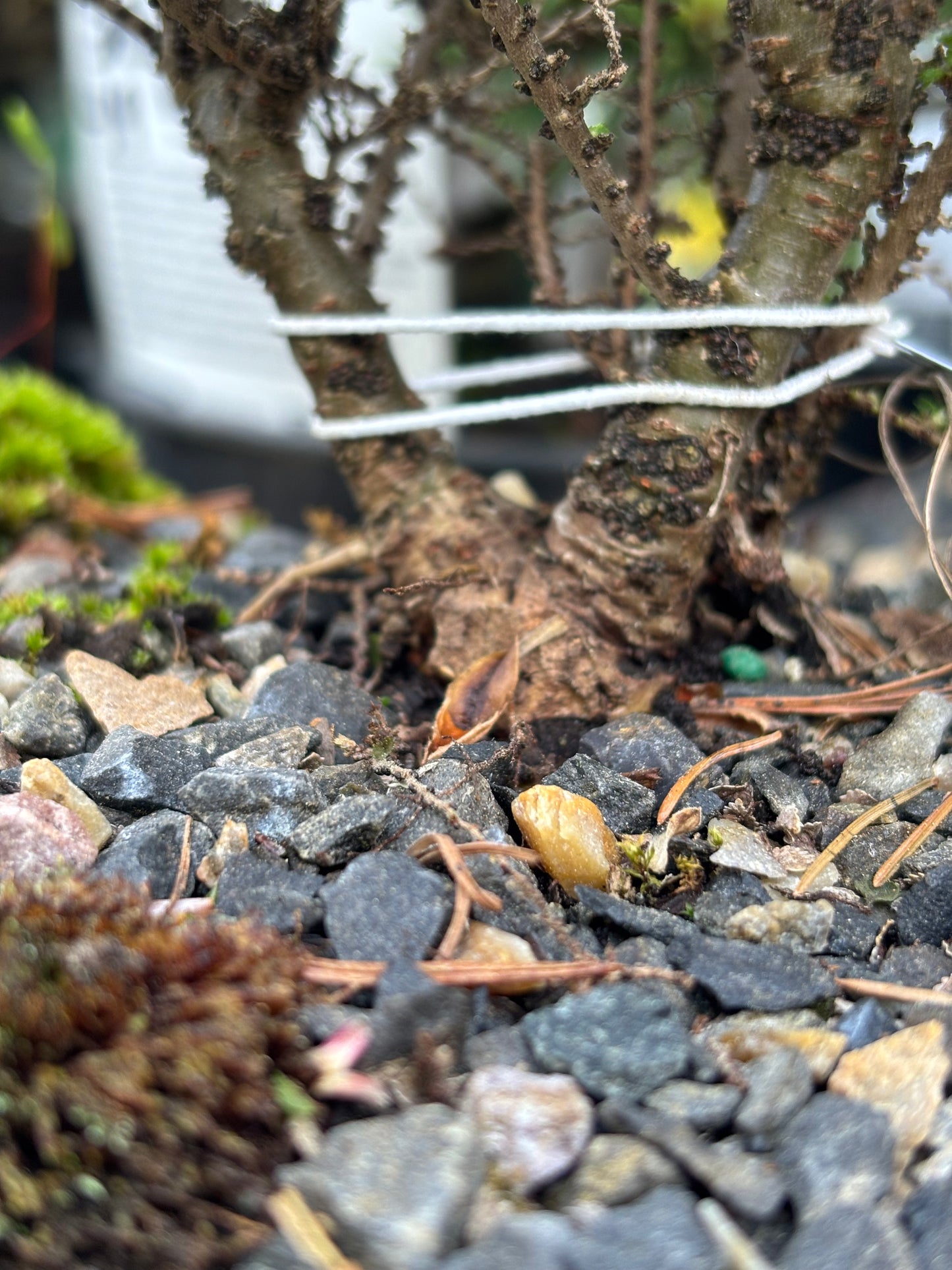 Hokkaido Chinese elm pre bonsai