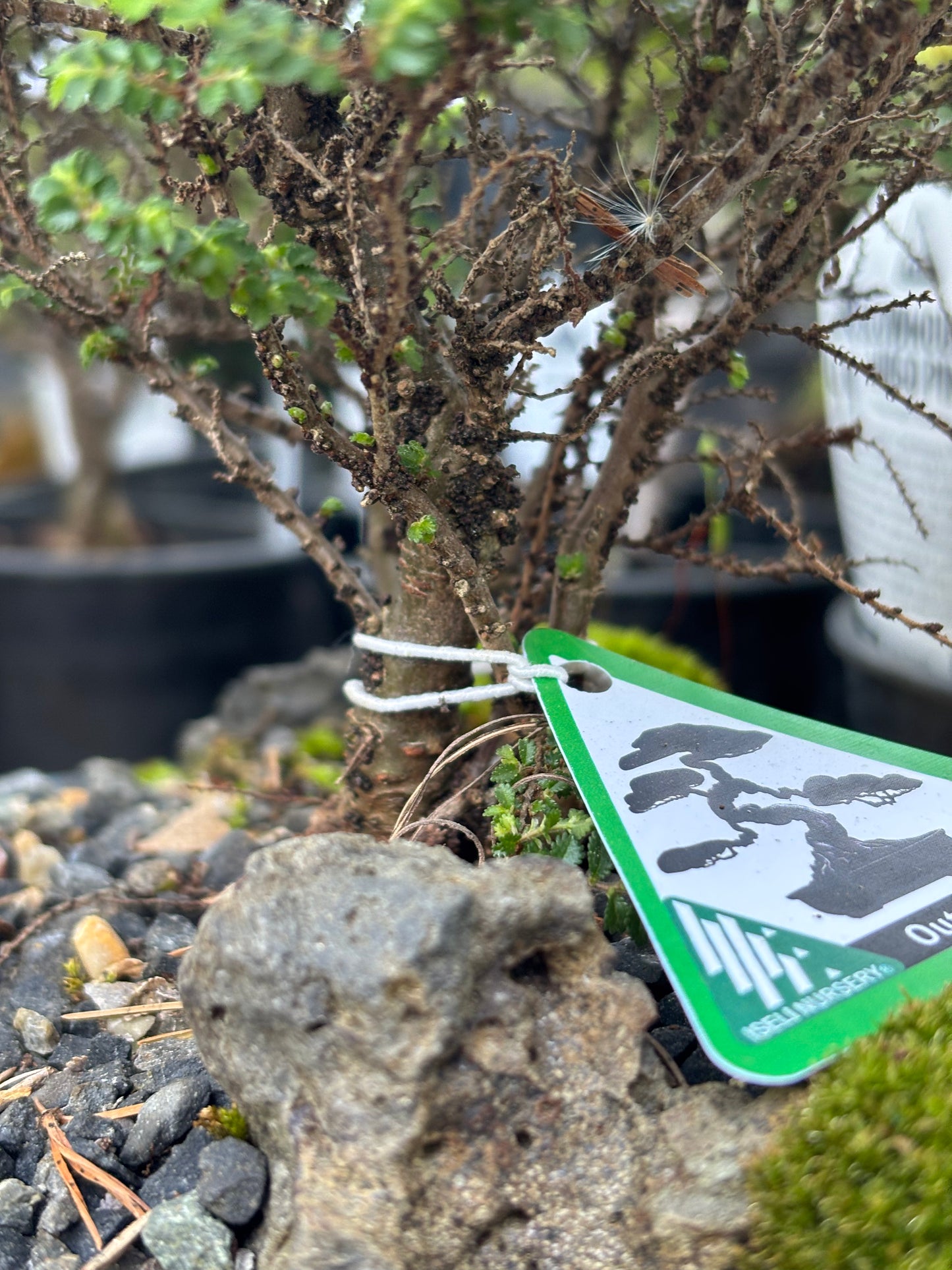 Hokkaido Chinese elm pre bonsai