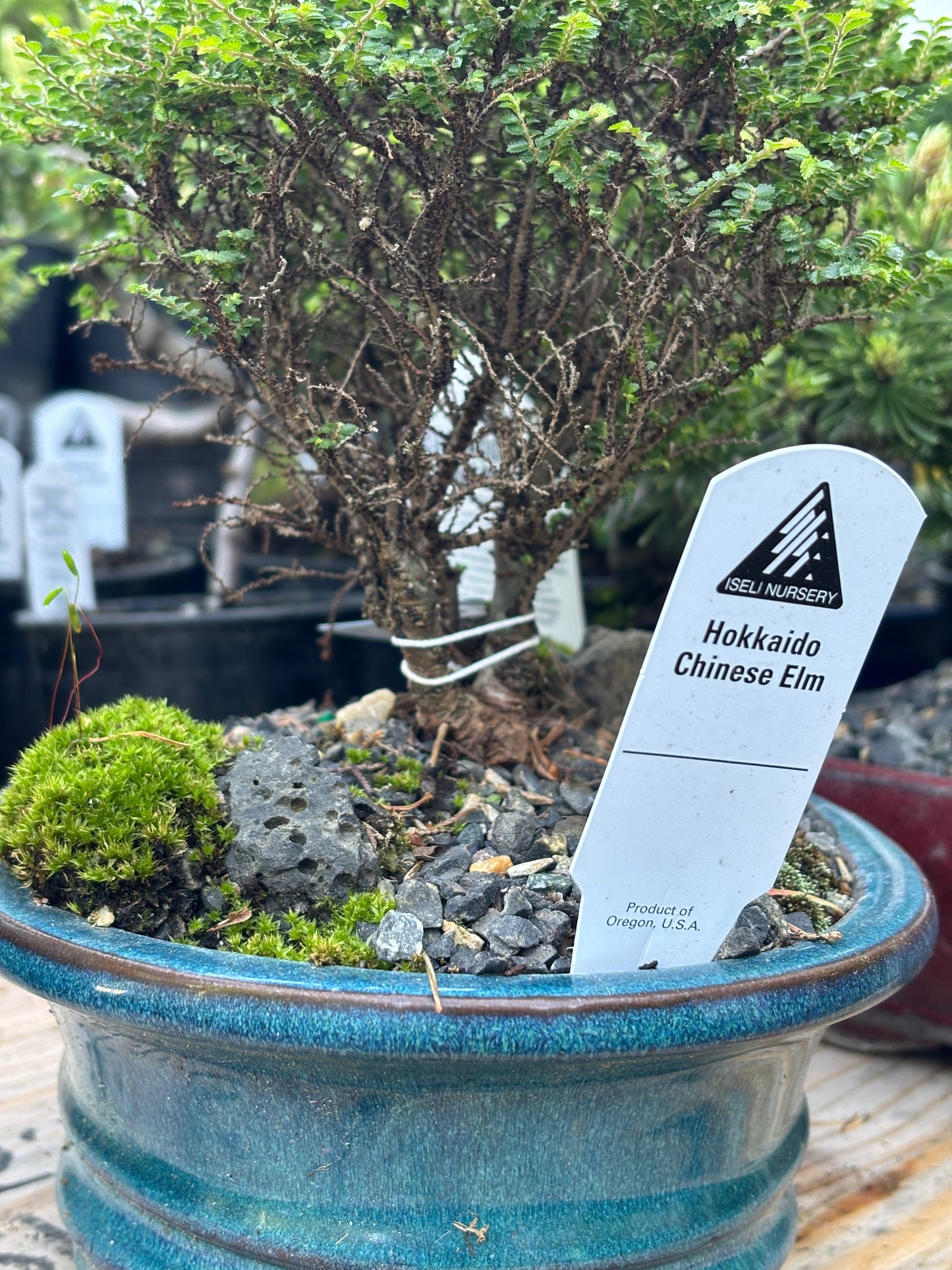 Hokkaido Chinese elm pre bonsai
