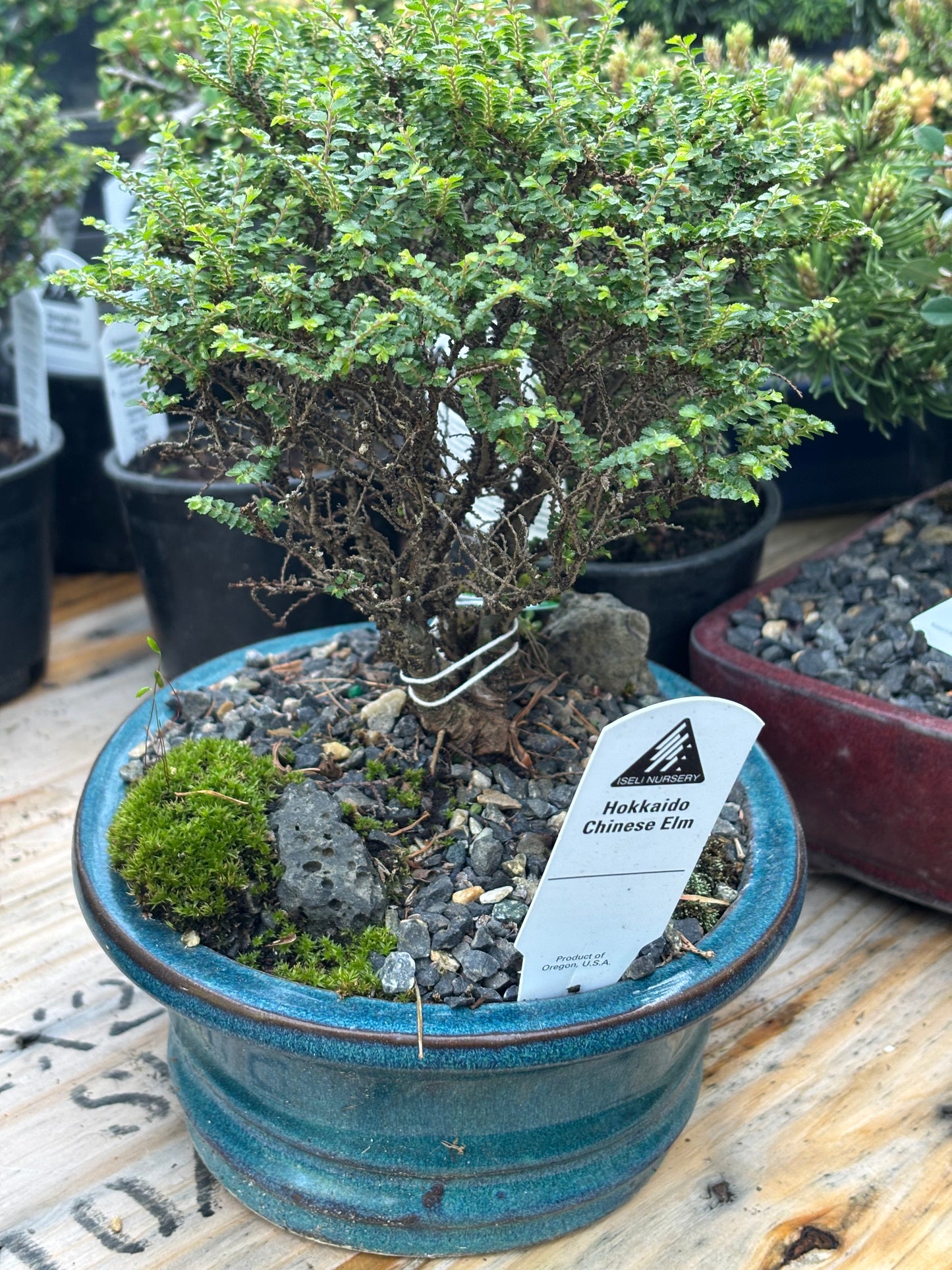 Hokkaido Chinese elm pre bonsai