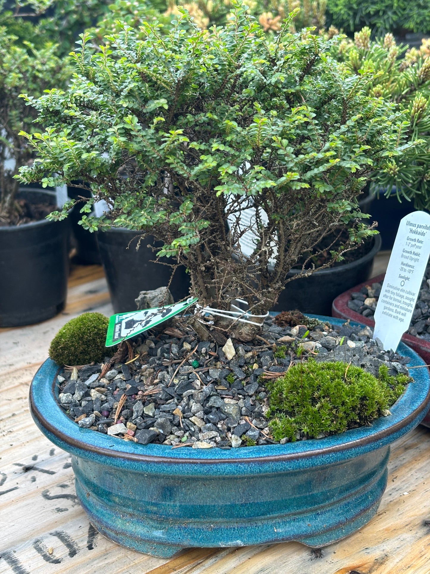 Hokkaido Chinese elm pre bonsai