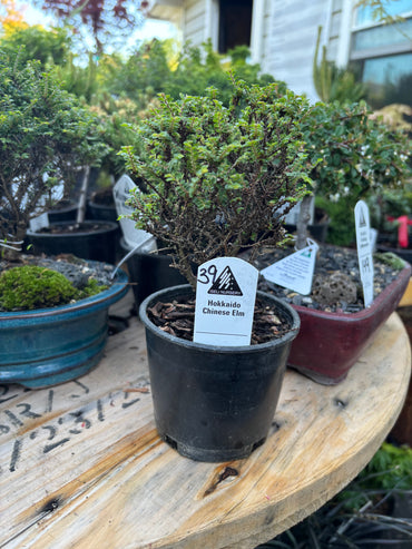 Hokkaido Chinese elm pre bonsai