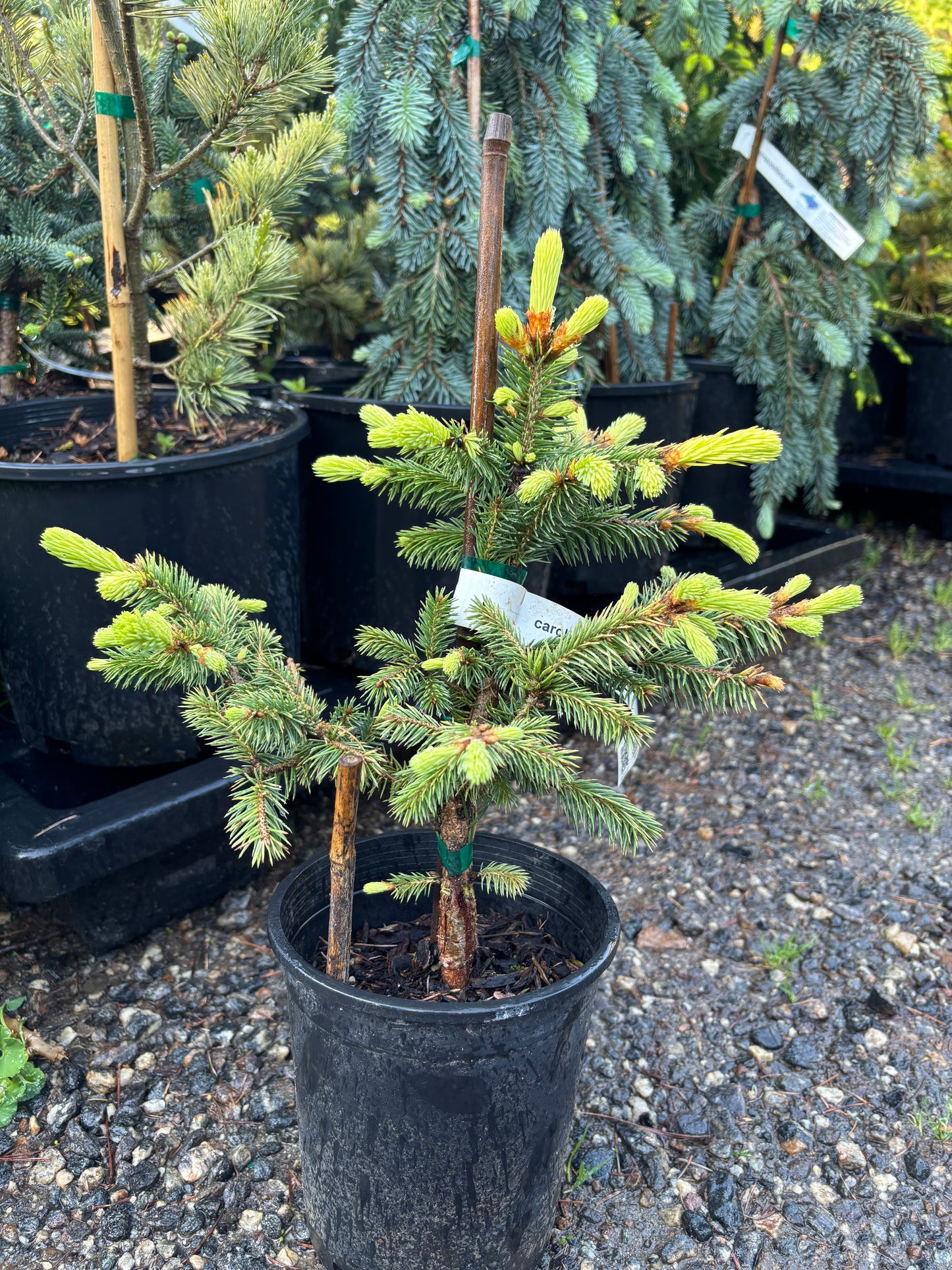 Picea pungens ‘Lantern Fire’