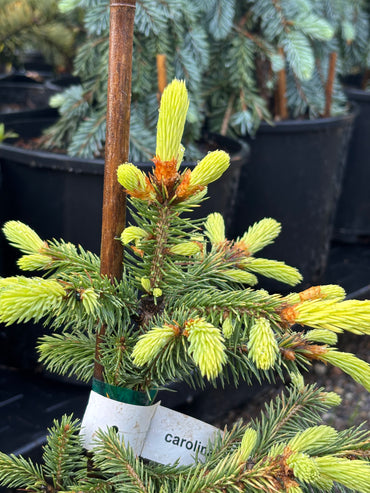 Picea pungens ‘Lantern Fire’