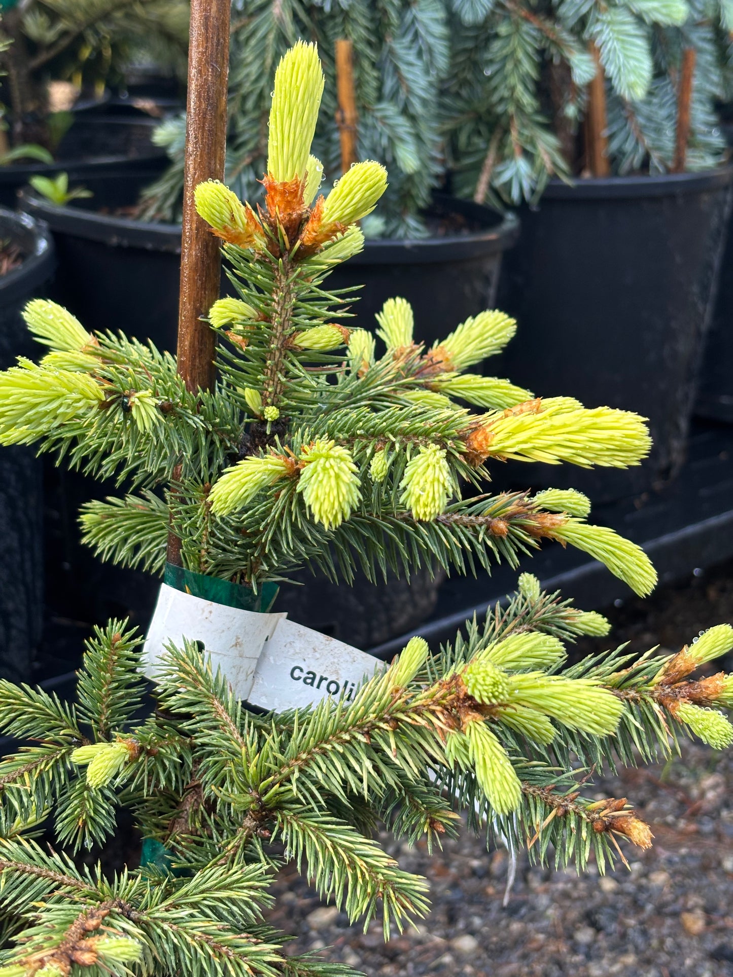 Picea pungens ‘Lantern Fire’