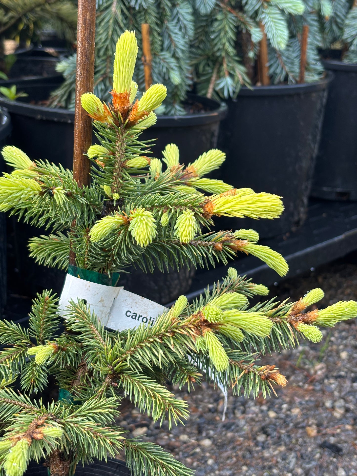 Picea pungens ‘Lantern Fire’