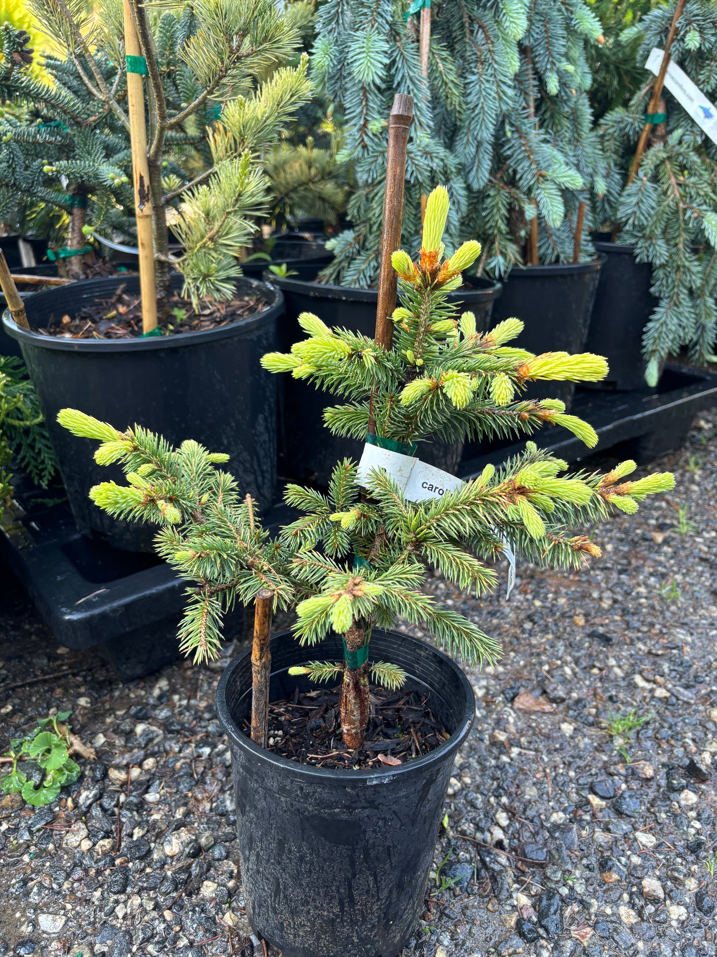 Picea pungens ‘Lantern Fire’