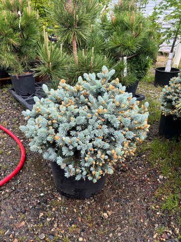 Picea pungens ‘Moonstone’ Dwarf Colorado Blue Spruce