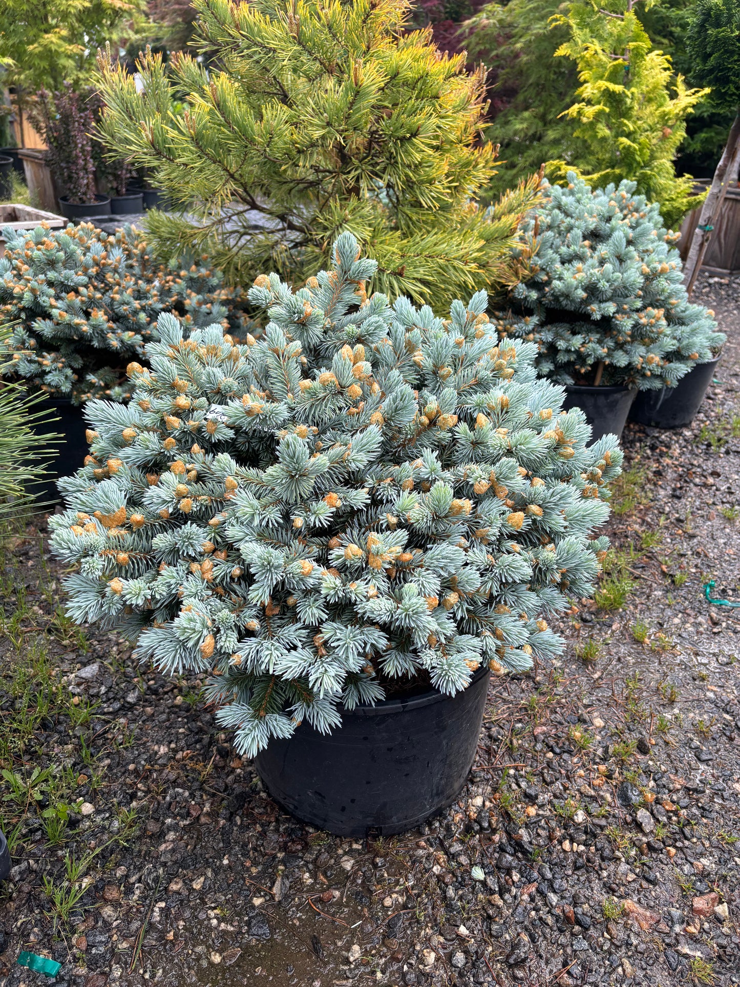 Picea pungens ‘Moonstone’ Dwarf Colorado Blue Spruce