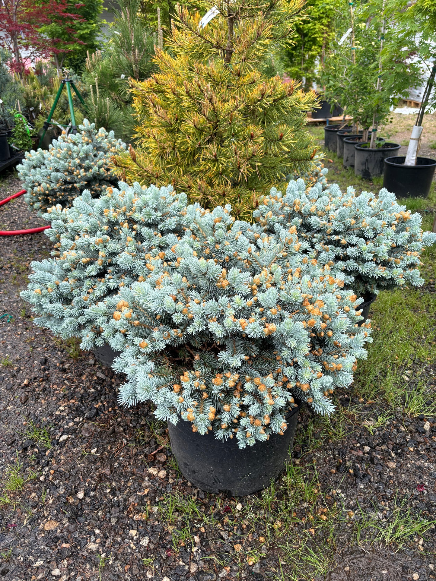 Picea pungens ‘Moonstone’ Dwarf Colorado Blue Spruce