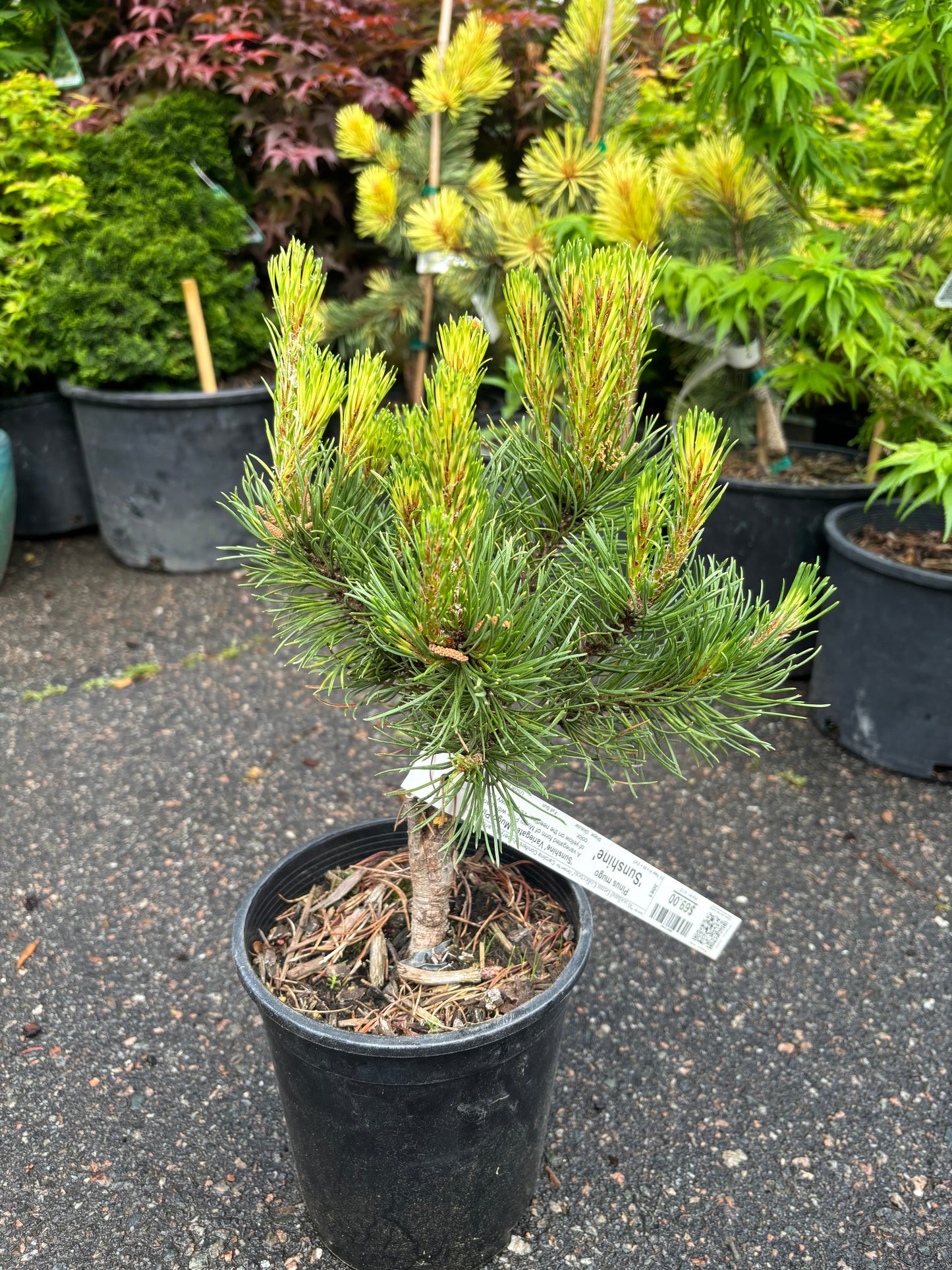 Pinus mugo ‘Sunshine’
