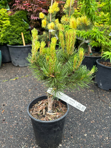 Pinus mugo ‘Sunshine’