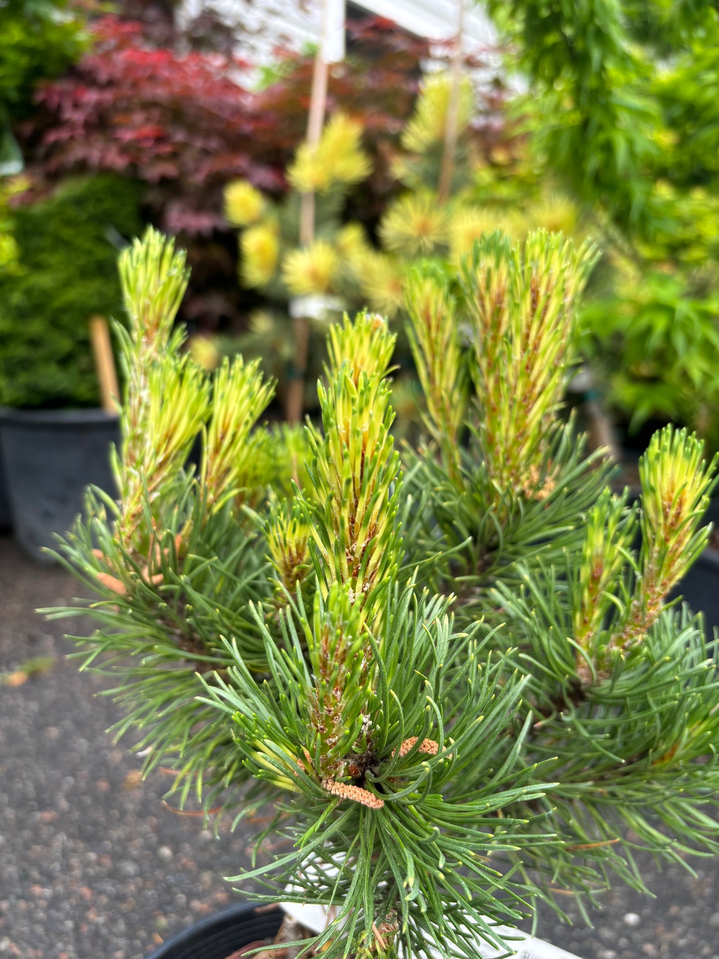 Pinus mugo ‘Sunshine’