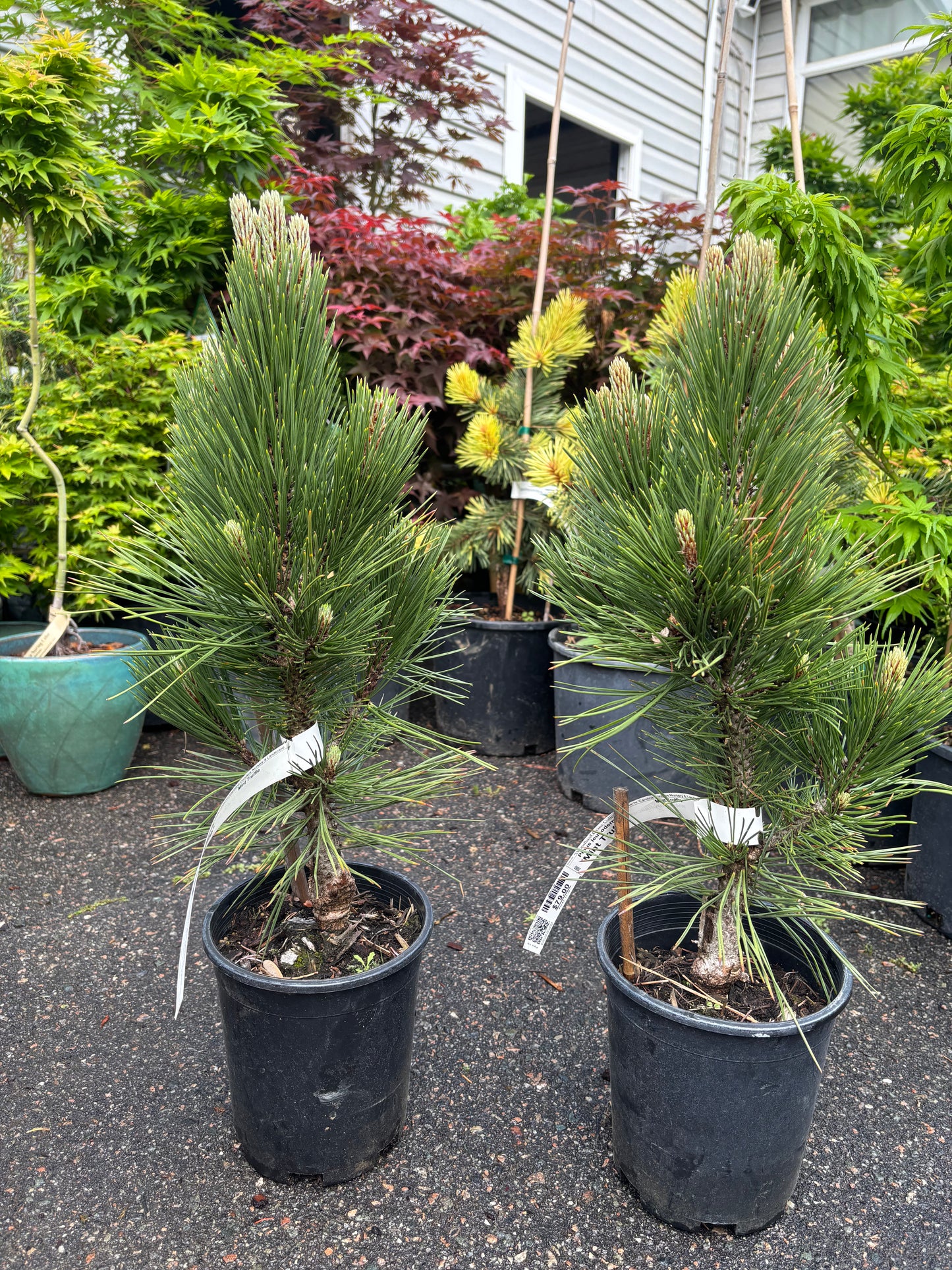 Pinus heldreichii (leucodermis) ‘Mint Truffle’
