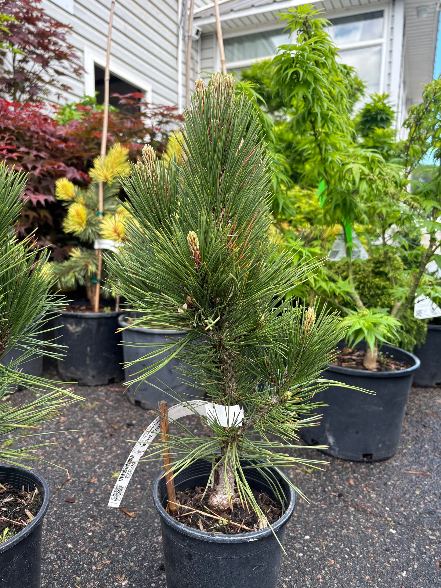 Pinus heldreichii (leucodermis) ‘Mint Truffle’