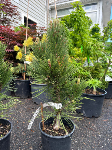 Pinus heldreichii (leucodermis) ‘Mint Truffle’