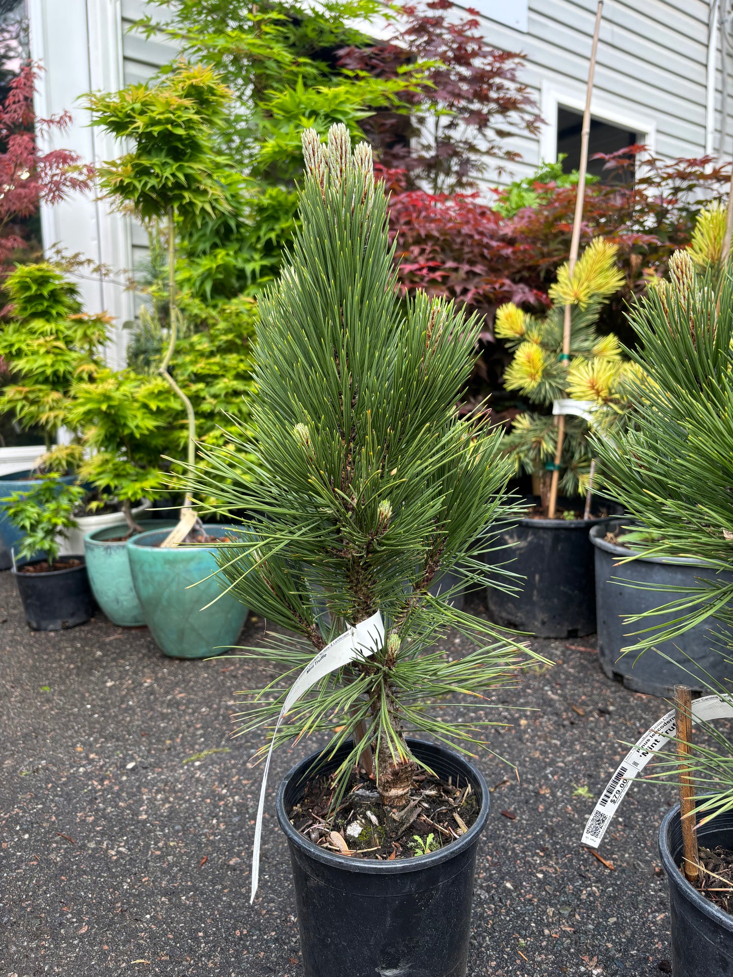 Pinus heldreichii (leucodermis) ‘Mint Truffle’