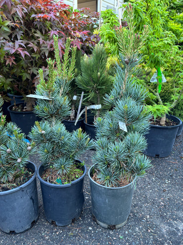 Pinus parviflora ‘Aoi’