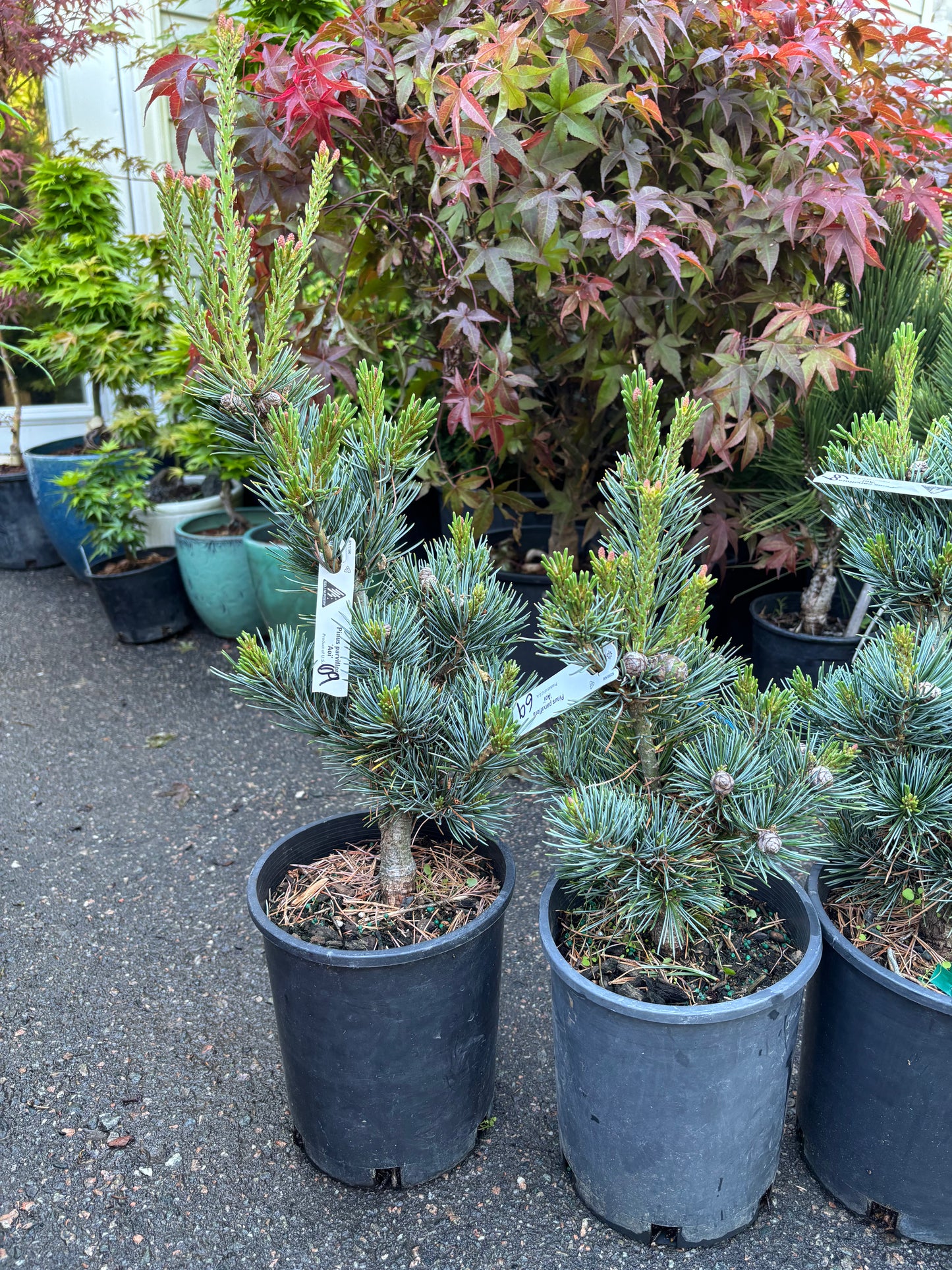 Pinus parviflora ‘Aoi’