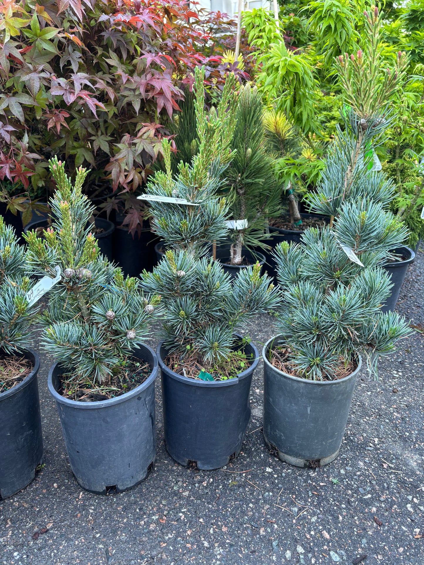 Pinus parviflora ‘Aoi’