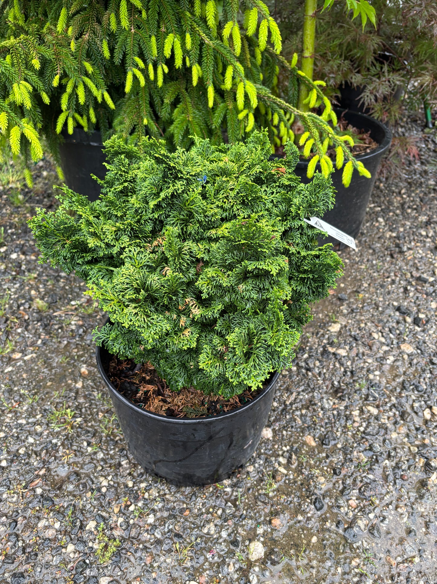 Koster Hinoki Cypress