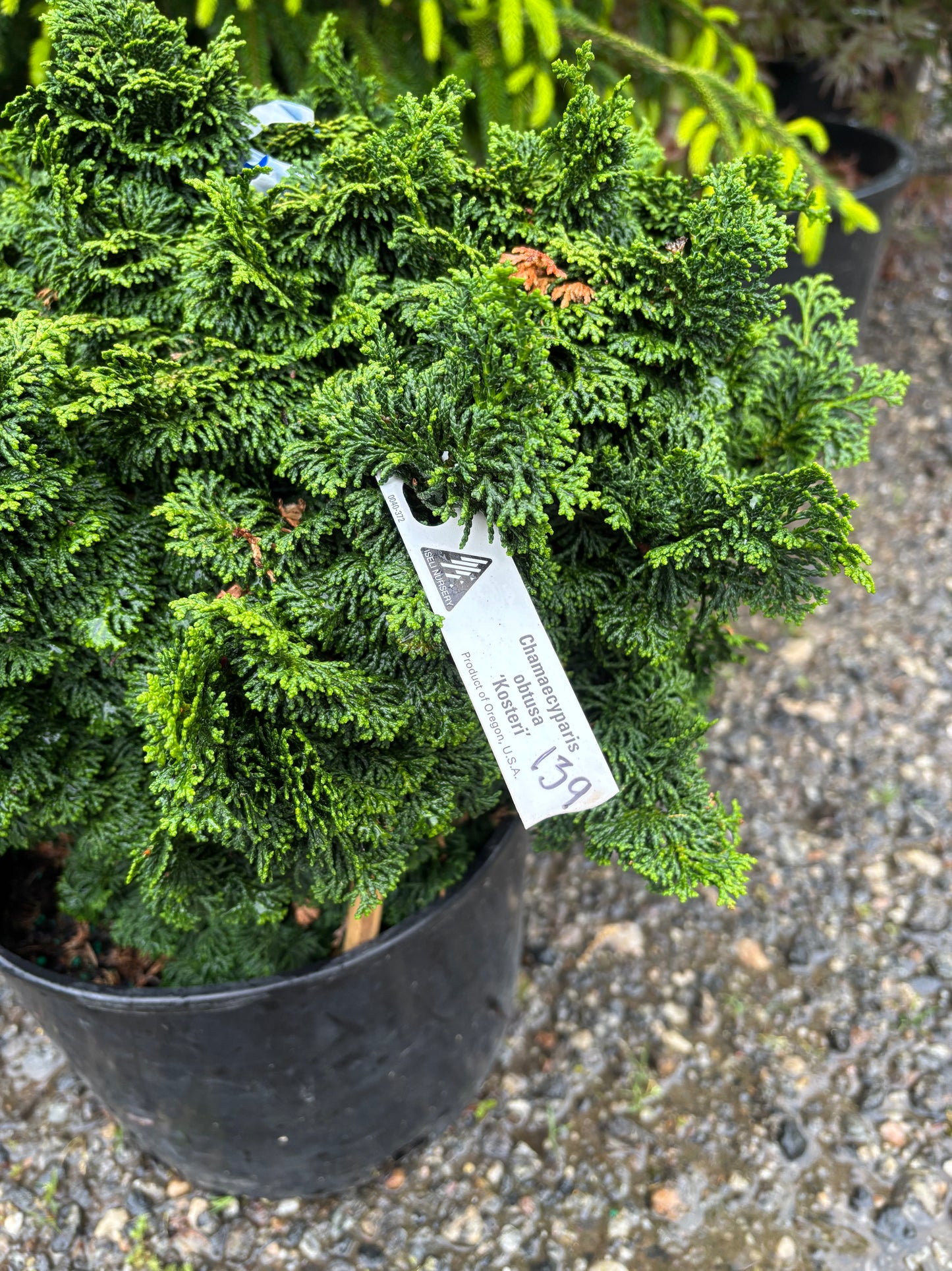 Koster Hinoki Cypress
