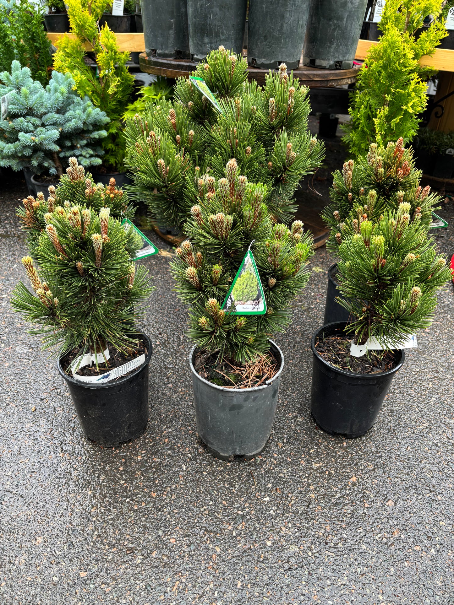 Pinus heldreichii (leucodermis) ‘Banderica