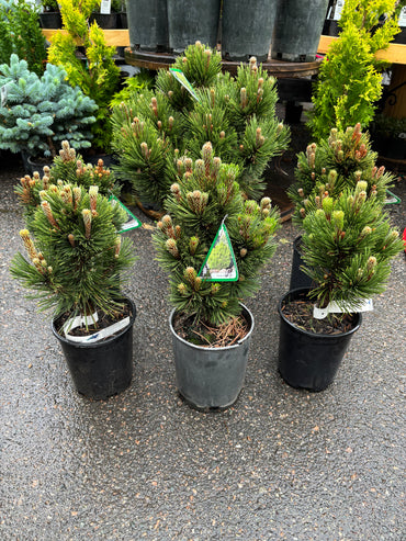 Pinus heldreichii (leucodermis) ‘Banderica