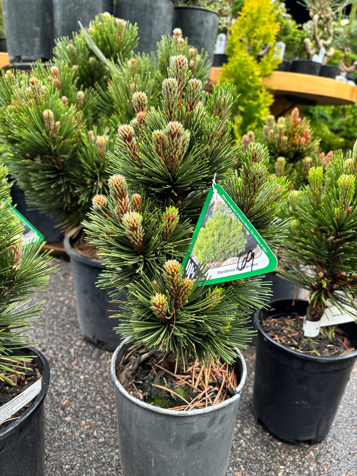Pinus heldreichii (leucodermis) ‘Banderica